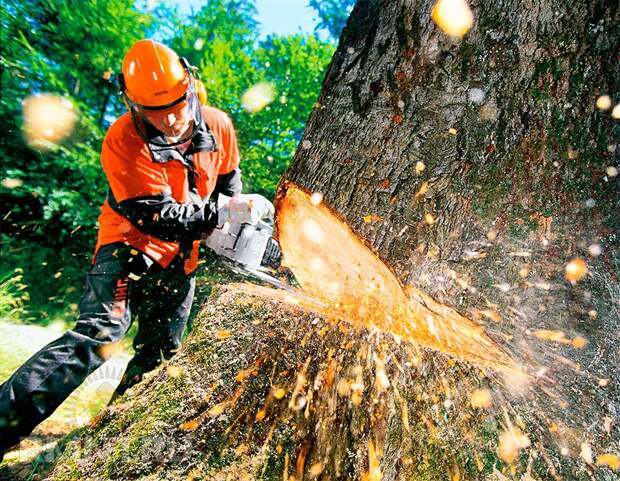 Как правильно спилить дерево и завалить его в нужном направлении