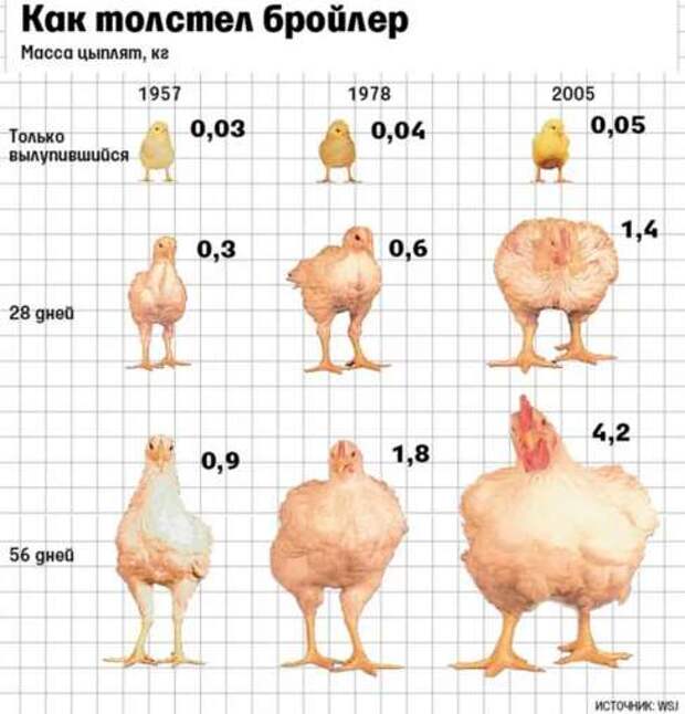 О причинах "изобилия" мяса при заброшенном сельхозе России. Или как толстел бройлер