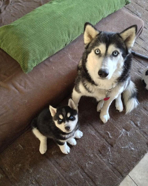 Эти собаки знают, что такое семья!