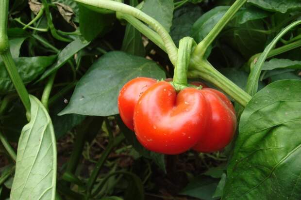 "Попрёт, как сумасшедший": эти 3 приема весной обеспечат максимальный урожай перцев летом