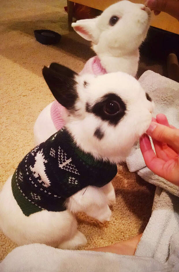 5. Кролики в свитерах животные, зима, милота, свитер