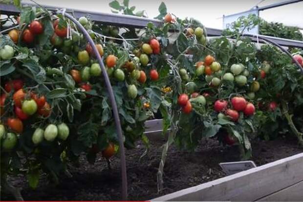 Штамбовые томаты – томаты для ленивых