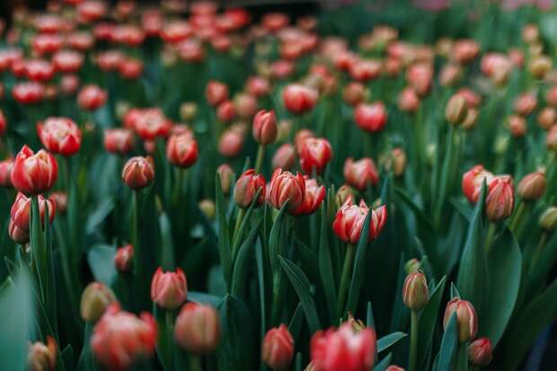 Названа дата прихода весны в 2026 году — когда день сравняется с ночью