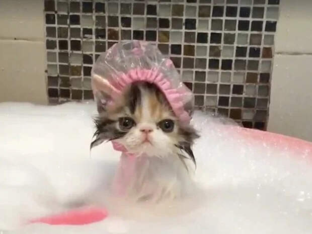 Милые котики в шапочках для душа