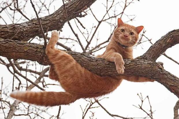 Кот на дереве