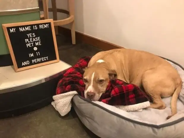 Фото доказательства, которые показывают, что животные на 99 % состоят из любви