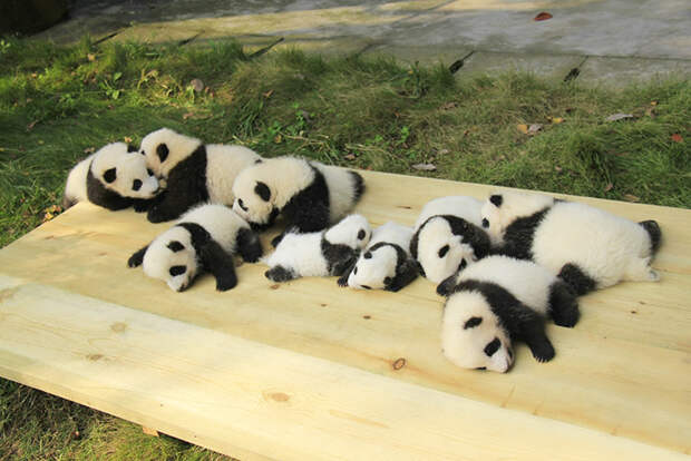 Детский сад для панд существует. И это самое милое место на планете