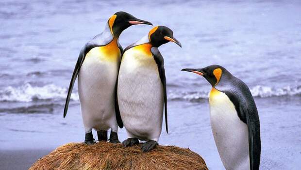 Королевские пингвины производят много веселящего газа