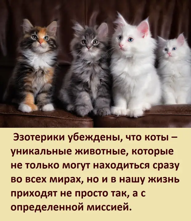 А ВЫ ЗНАЕТЕ, как цвет вашей кошки влияет на вашу судьбу?   Ссылка, первоисточник