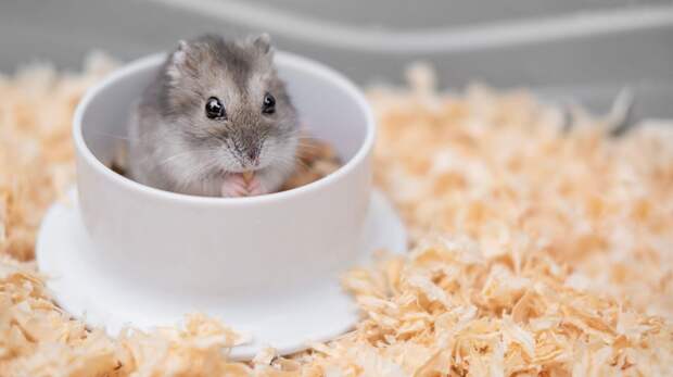 Очень смешные видео с хомяками — вы будете хохотать до слез!