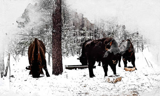 Орловцы призывают власть присоединиться к сбору денег для зубров