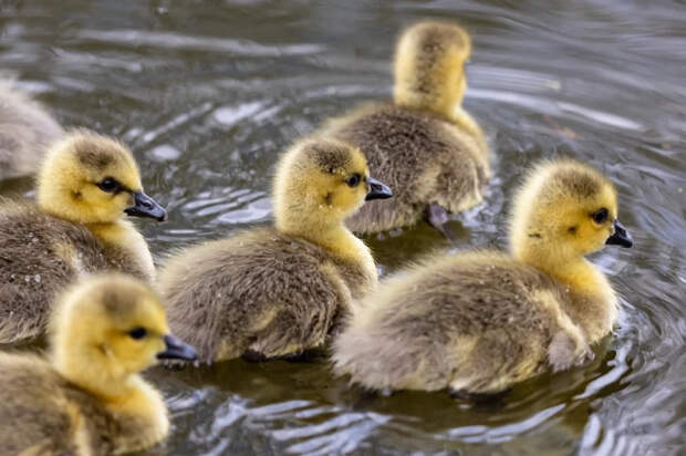 Птичий этикет: почему утята следуют гуськом, а цыплята кучкуются
