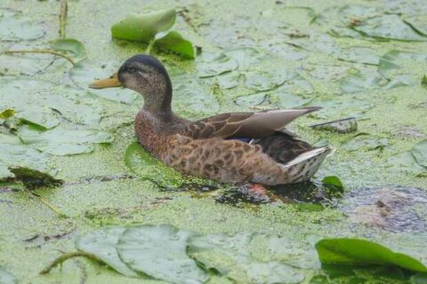 Хлебом не корми: биолог объяснил, почему свежая булка убивает уток