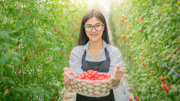 64 сорта в одну теплицу: хитрый способ посадки томатов для обильного урожая