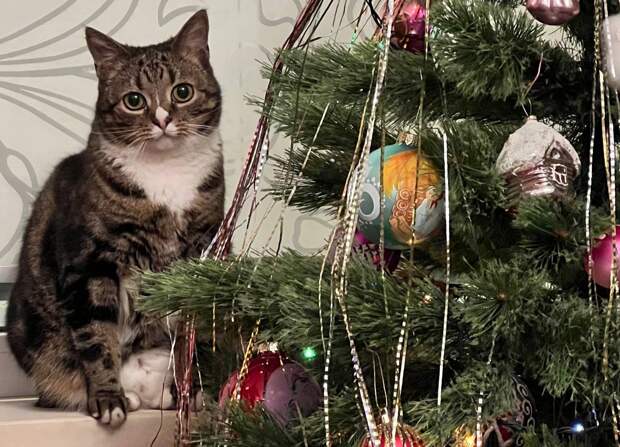 Авито: россияне активно выбирают услуги и товары для питомцев перед Новым годом