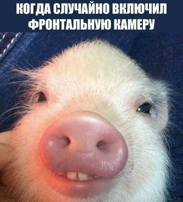 Прикольные картинки. Вечерний выпуск (68 фото)