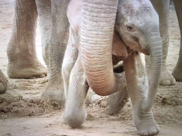 Повзрослевшая слониха-сирота вернулась к своим спасателям с малышом животные, слоны, факты