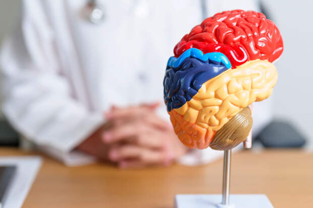 Brain: стимуляция одной зоны коры мозга вызвала генитальные ощущения у мужчин