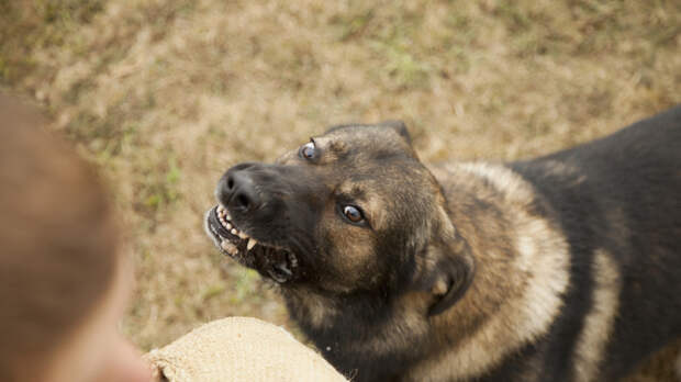 Кинолог Голубев пояснил, что делать в случае укуса собаки