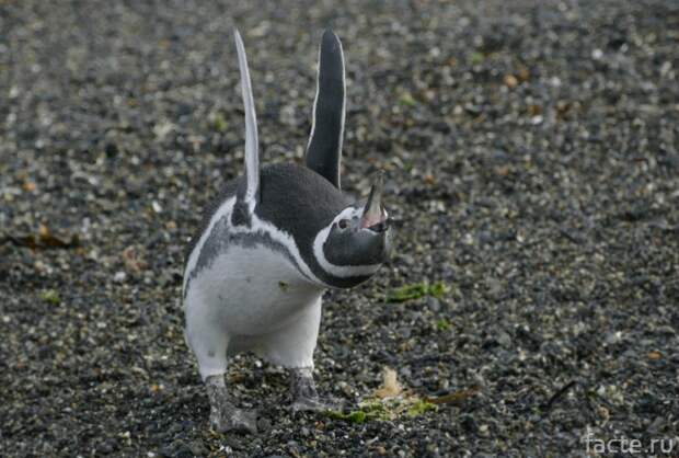 Магеллановый пингвин