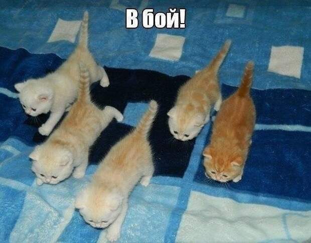 2861392717 (604x474, 139Kb)