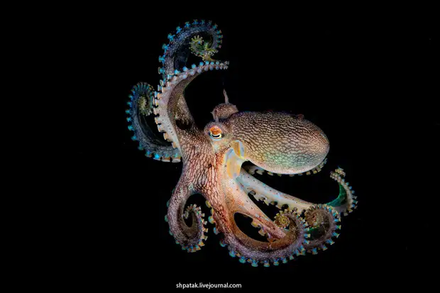 ��������� ��������