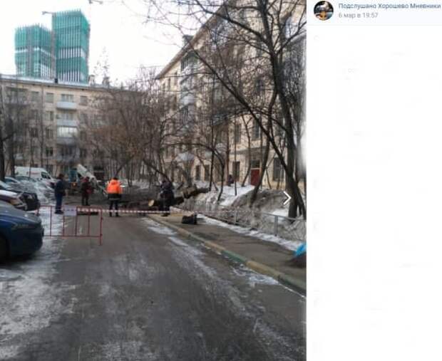 На улице Народного Ополчения удалили сухостой