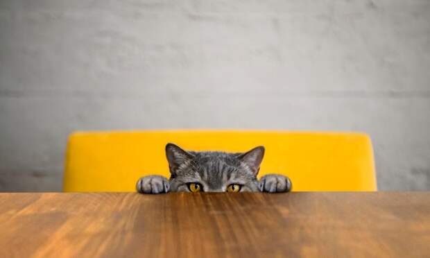 3 причины, почему кошки сбрасывают вещи со стола. В одной из них виноваты вы сами