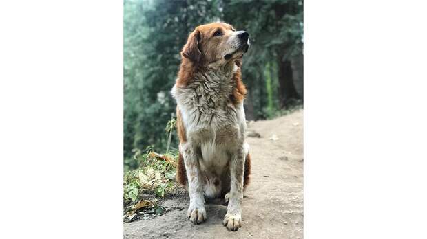 Бездомная собака спасла заблудившихся в горах путешественников