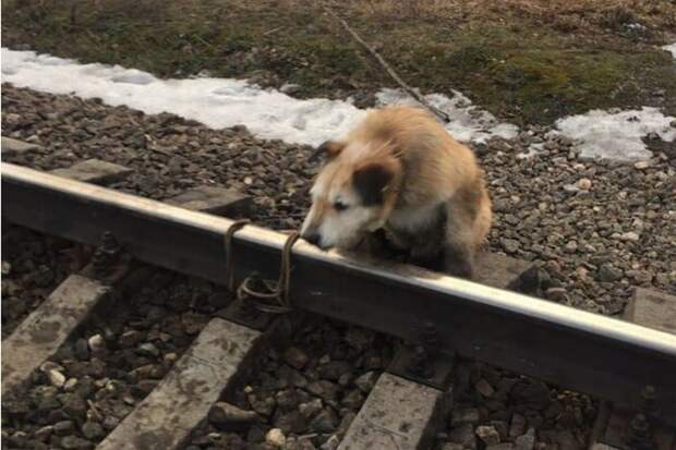 Машинист поезда спас привязанного к рельсам пса