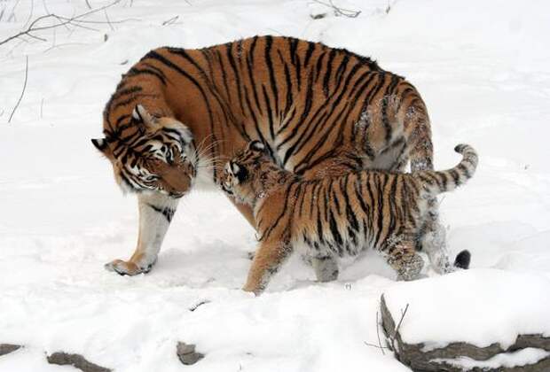 Тигр в Приморском крае напал на собаку