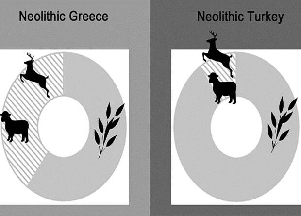 Биоархеологи разобрались в рационе первых греческих земледельцев
