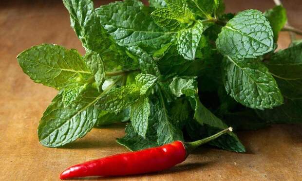 Что будет, если смешать мяту и перец чили — обнаружена неожиданная польза такого сочетания