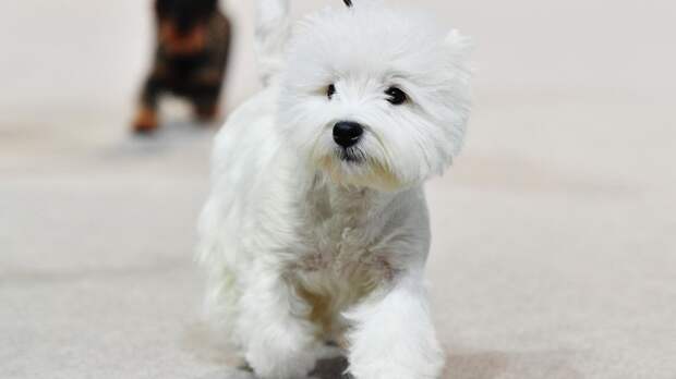 Кинолог Голубев рассказал о новогодних играх для собак