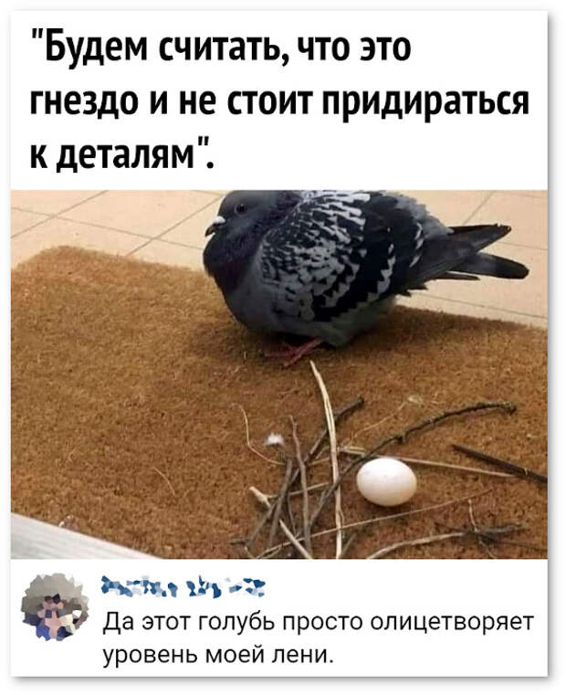 изображение: Будем считать, что это гнездо и не будем придираться к деталям. - Да этот голубь просто олицетворяет уровень моей лени. #Прикол