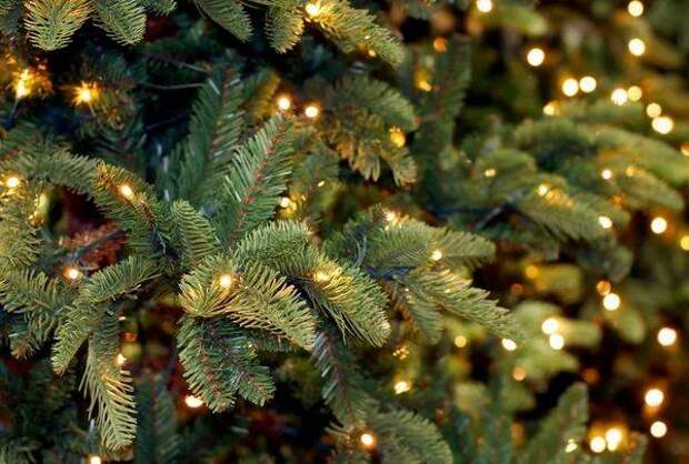 Как продлить жизнь новогодней ёлке: проверенные способы, чтобы она дольше стояла, пахла и не осыпалась