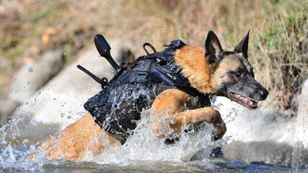 Собачья жизнь в американской армии
