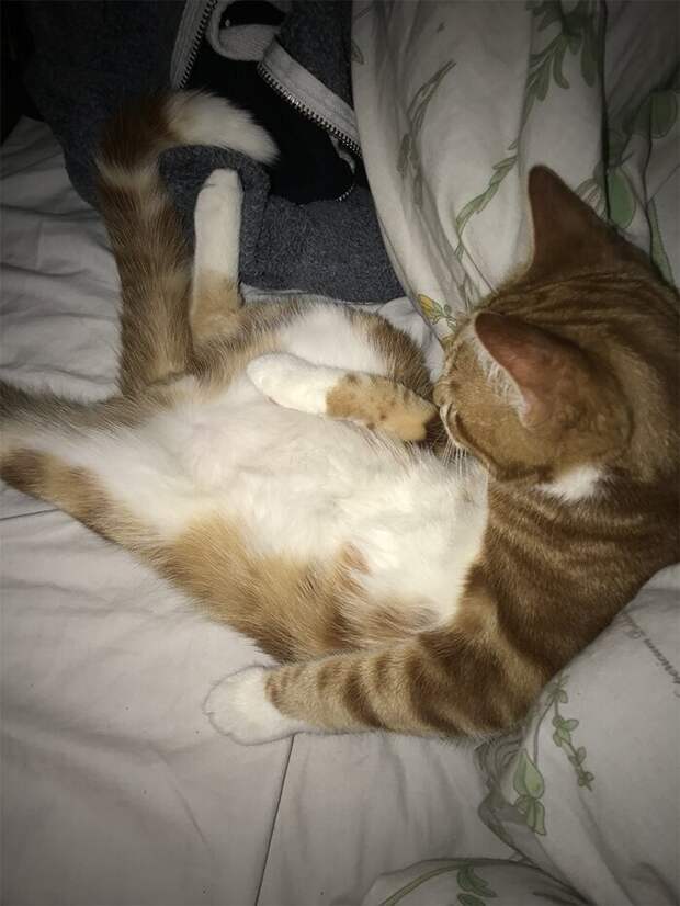 Кошки, которые научились вести себя как люди