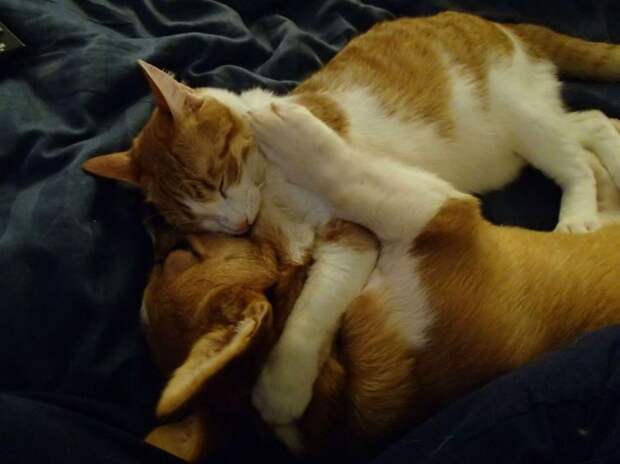 Манго и Люси, кошка и собака любят обниматься, животные обнимаются