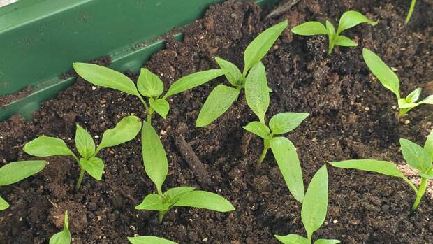 Биолог үсентеләргә су сипкәндә җибәрелә торган төп хата турында сөйләде