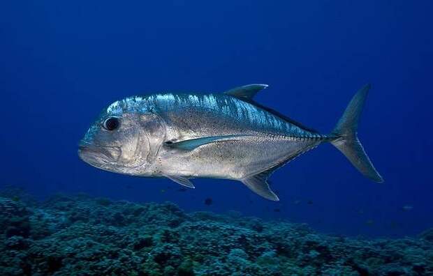 Каранкс-рыба-Описание-особенности-и-среда-обитания-рыбы-каранкс-4