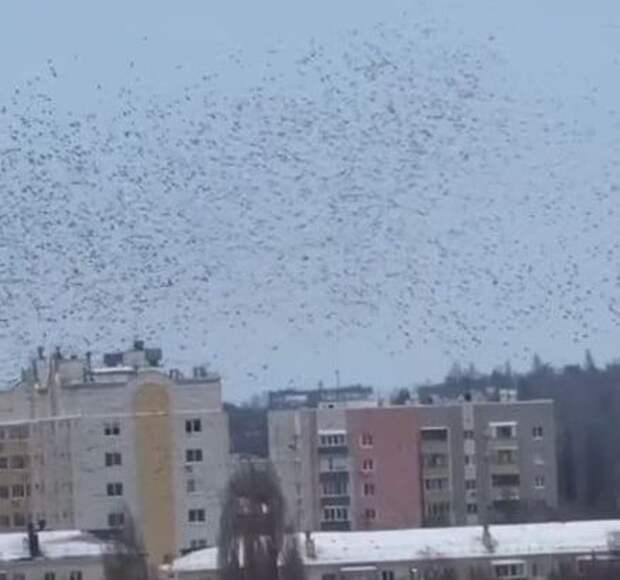 Гладков показал, как ведут себя птицы при ракетной опасности в Белгороде