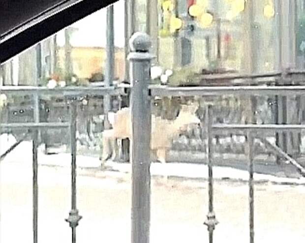 По центру Великого Новгорода металась косуля