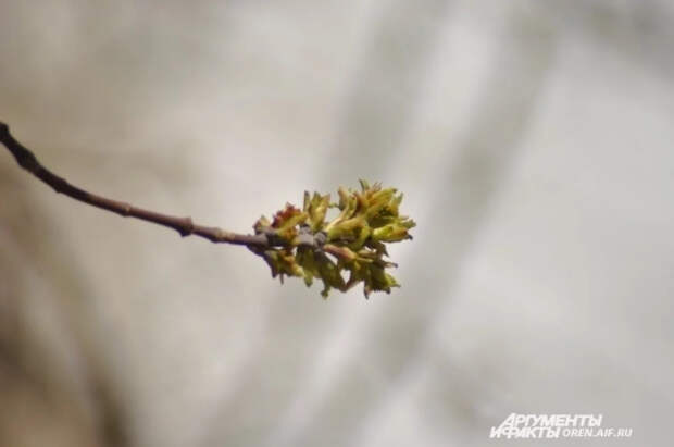 Синоптик Позднякова спрогнозировала, каким будет первый месяц весны