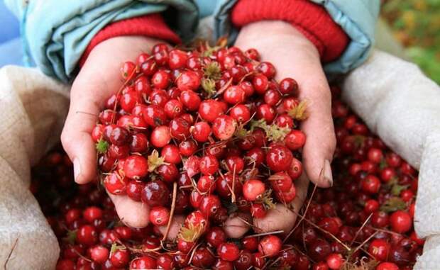Бросить курить будет легче: 10 продуктов, которые существенно снижают тягу к курению