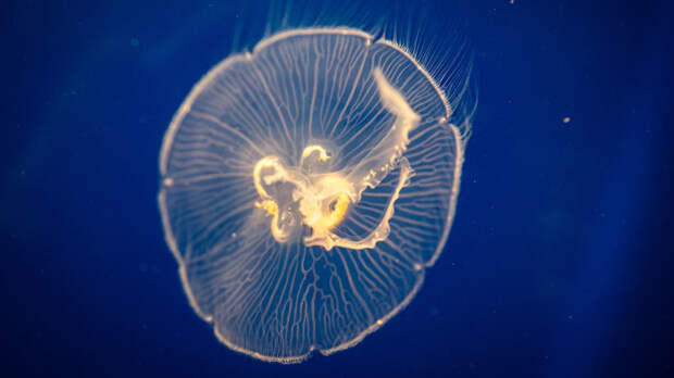 У берегов Аргентины обнаружили огромную медузу размером с автобус