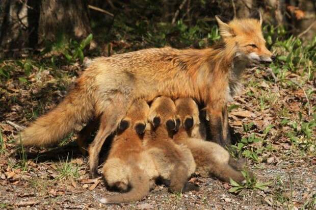 Размножение рыжей лисицы