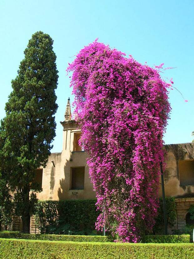 Бугенвиллея – растение для украшения архитектуры