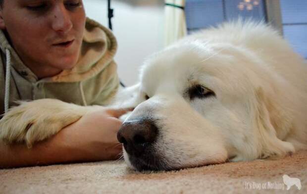 Great Pyrenees | It's Dog or Nothing