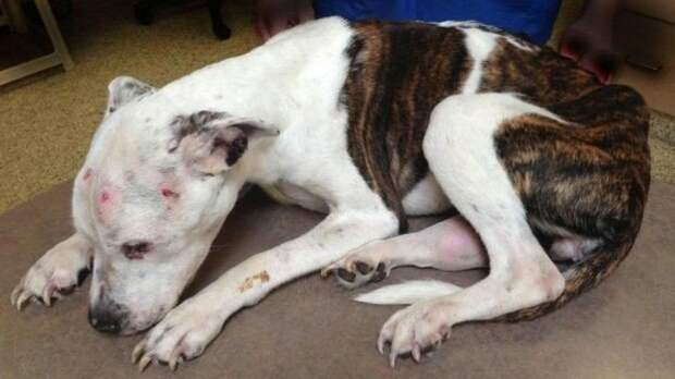 Живодёра, который избил пса так, что его пришлось усыпить, посадили на 10 лет история, наказание, собаки